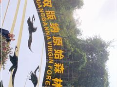 -西双版纳原始森林公园