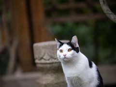 -龙华寺