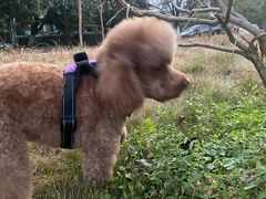 -艾贝尔宠物医院·24H转诊中心·肿瘤猫专科(江宁双龙店)