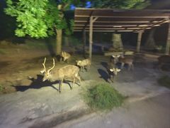 -清迈夜间动物园