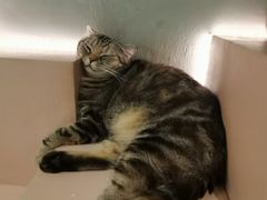 -猫儿山۰猫主题餐厅