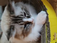 -白兔子密室(长寿路店)