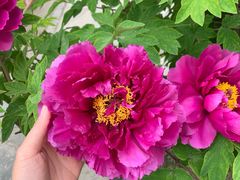 -合翎鲜花饼