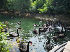 -长白岛森林公园