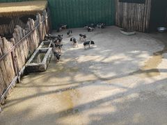 -保定市动物园