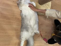 -MOYOYO猫咪咖啡店