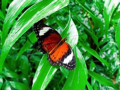 -Emerald Botanic Gardens