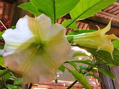 -马帮菜馆·美味野生菌