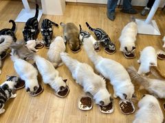 -有喵·猫咖·狗咖·30几只猫10只小狗(岗厦店)
