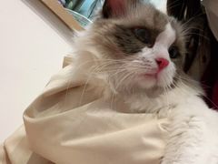 -佐罗家宠物馆·猫文化馆(紫霞路店)