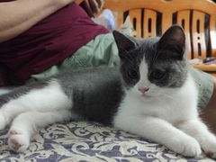 -lincat·猫舍(广州店)
