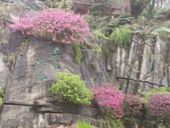-南山植物园