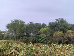 -东郊湿地公园