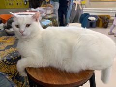 -平行世界·猫咖(首经贸店)