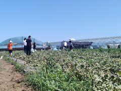 -庞各庄翠芳园西瓜蔬菜基地采摘园