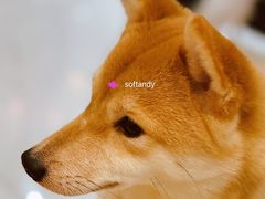 -柴源莊·柴小宠柴犬咖啡