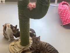 -Cappucimeow猫咪咖啡馆(韦伯时代店)