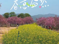 -天适樱花悠乐园