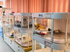 -翊宠yipet猫狗购宠庄园犬舍•猫舍