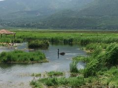 -腾冲北海湿地