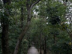 -深圳仙湖植物园