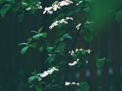 -蜀冈西峰生态公园