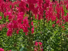 -天适樱花悠乐园