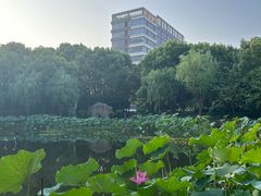 -陈家山荷花公园