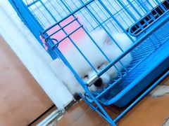 -翊宠yipet猫狗购宠庄园犬舍•猫舍