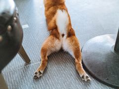 -柴源莊·柴小宠柴犬咖啡