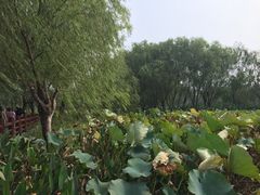 -长兴太湖图影湿地文化园