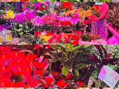 -花鸟鱼虫鲜花绿植市场(玉泉路店)