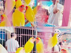 -桂林市花鸟市场