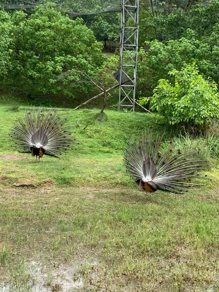 七彩大庄园-"木耳方向,距离还是有一点远,我们是刚好走.