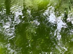 -滨湖塘西河公园