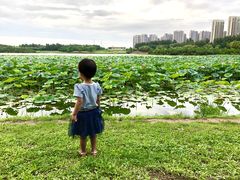 -丁香湖公园