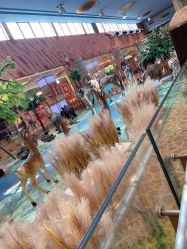 -卡通尼·Safari非洲探索乐园·生日会(金桥国际商业广场店)