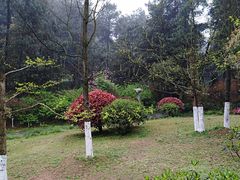 -铁山坪森林公园