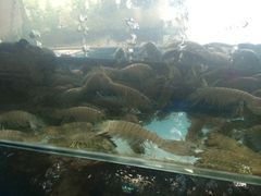 -顺峰渔港中国人的餐厅