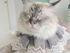 -怪兽屋·羊驼·猫咖·狗咖(俊华广场店)