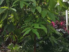 -呀路古热带植物园