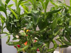 -田凤波推拿.按摩养生(幸福店)