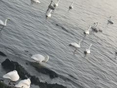 -烟墩角天鹅湖