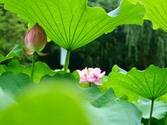 -陈家山荷花公园