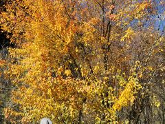 -叠溪松坪沟景区