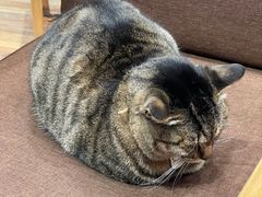 -猫的天空之城概念书店(杭州南宋御街店)