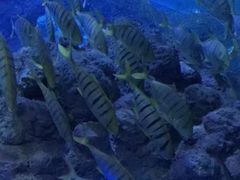 -成都浩海立方海洋公园