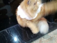 -more than meow吴止猫主题餐厅(承德 中船汇店)