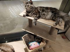 -momokira米努特·德文卷毛猫·棉花面纱犬