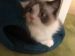 -滚猫咖啡·猫咖·猫友好撸猫(未来城店)